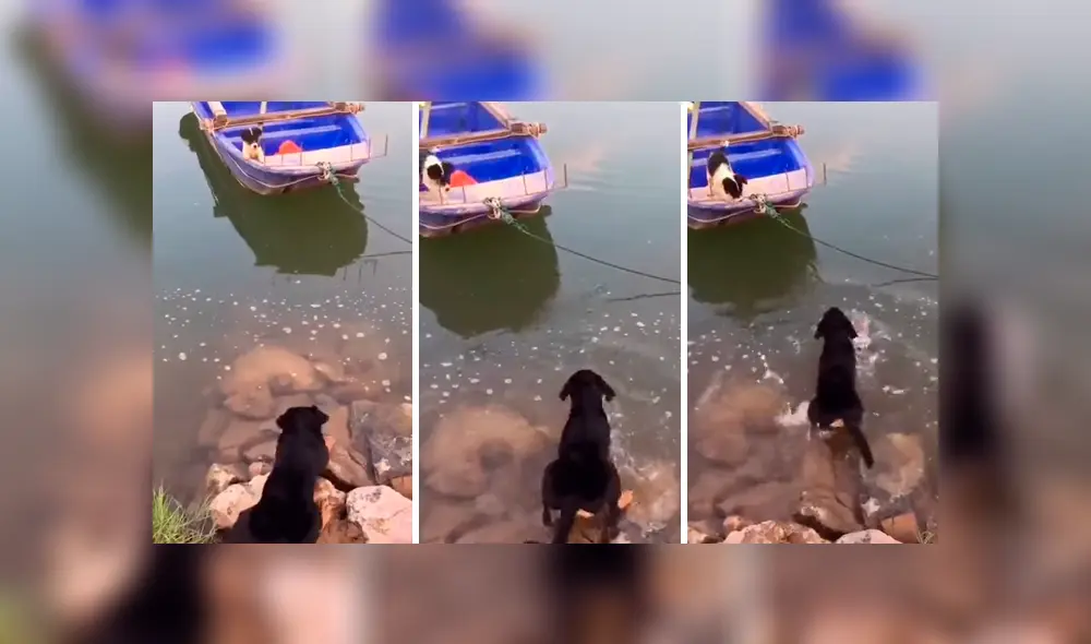 El perro se ganó los aplausos de miles de usuarios por la hazaña que realizó para rescatar a su cría. Foto: captura. El perro se ganó los aplausos de miles de usuarios por la hazaña que realizó para rescatar a su cría. Foto: captura.