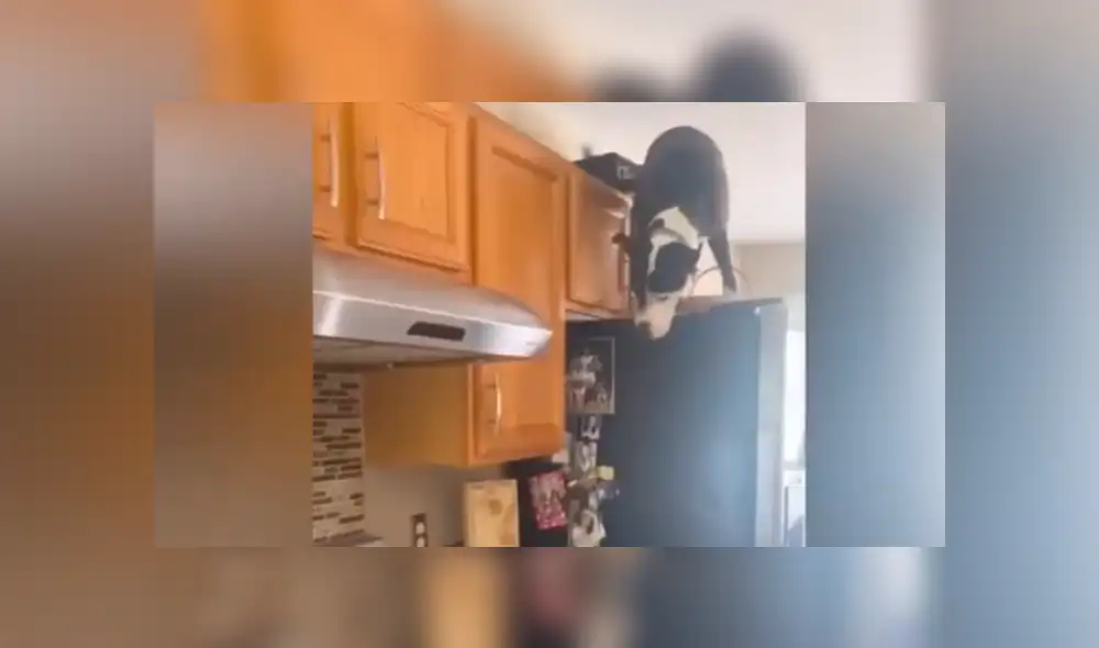 Desliza para ver el inusual comportamiento de este perrito. Foto: mako_thecatdog/TikTok Desliza para ver el inusual comportamiento de este perrito. Foto: mako_thecatdog/TikTok