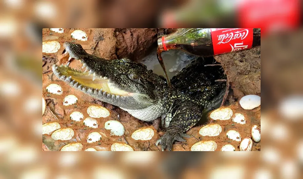 Desliza hacia la izquierda para ver el experimento que se viralizó en YouTube.