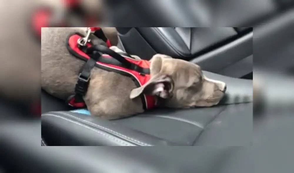 Facebook: Perro odia al veterinario y usa peculiar método para no visitarlo