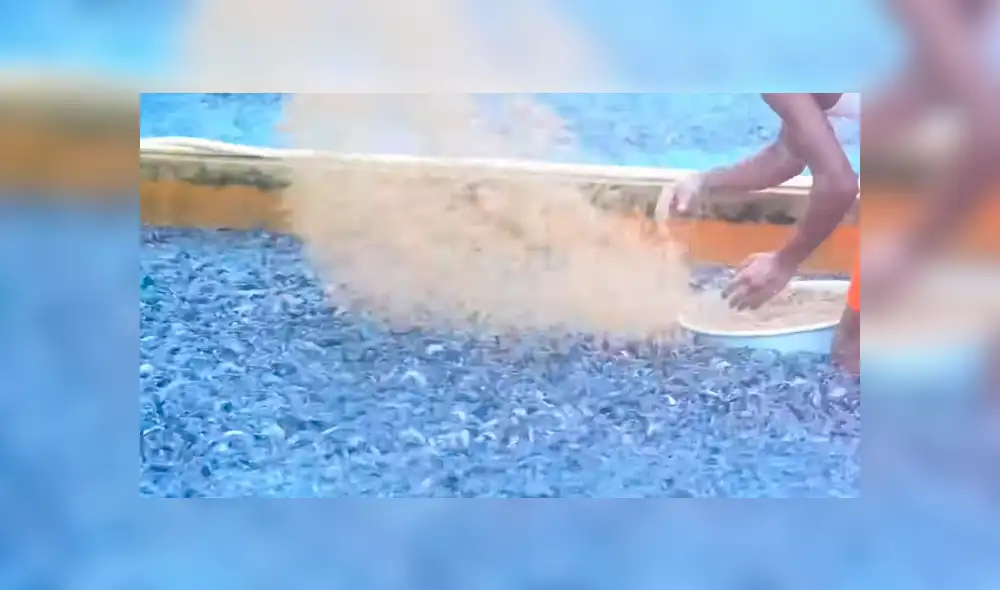 YouTube viral: arroja maíz en desolada piscina y millones de voraces criaturas surgen para devorarlo todo YouTube viral: arroja maíz en desolada piscina y millones de voraces criaturas surgen para devorarlo todo