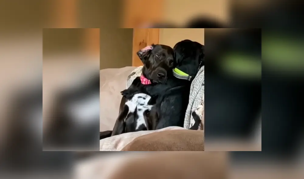 Desliza las imágenes para observar la amorosa abrazo que se dieron unos perros al quedarse solos en casa. Foto: Captura.