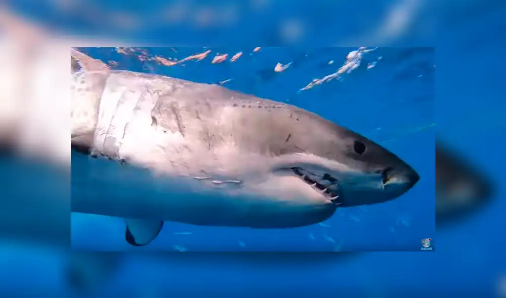 Facebook viral: hombre se mete al mar, sin imaginar que hambrienta criatura lo atacaría por detrás [VIDEO] 