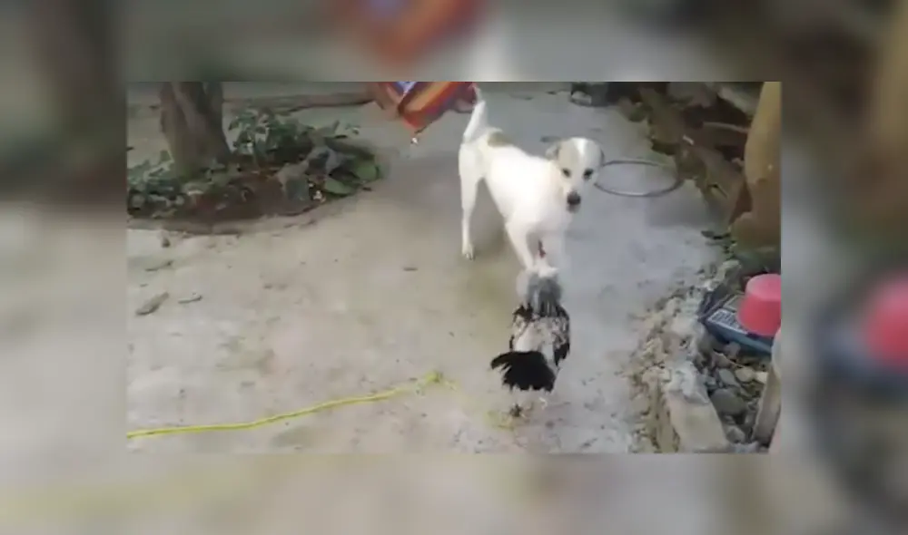 Desliza hacia la izquierda para ver más del video viral.