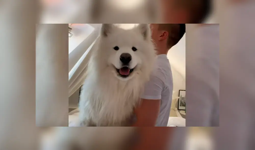 Desliza las imágenes hacia la izquierda para conocer la tierna labor de un perro al entrenar con su dueña.