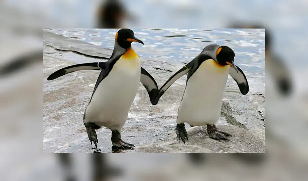 Una pareja de pingüinos roba un huevo para poder convertirse en padres [VIDEO]