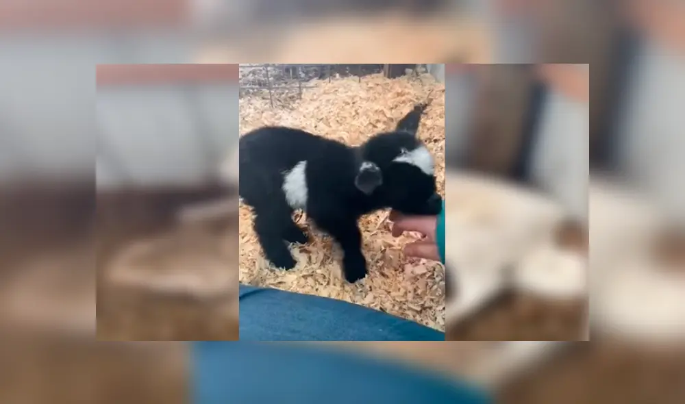 Video es viral en YouTube. Dueña de la perra se percató de la emotiva escena y no dudó en grabarla para compartirla en redes Video es viral en YouTube. Dueña de la perra se percató de la emotiva escena y no dudó en grabarla para compartirla en redes