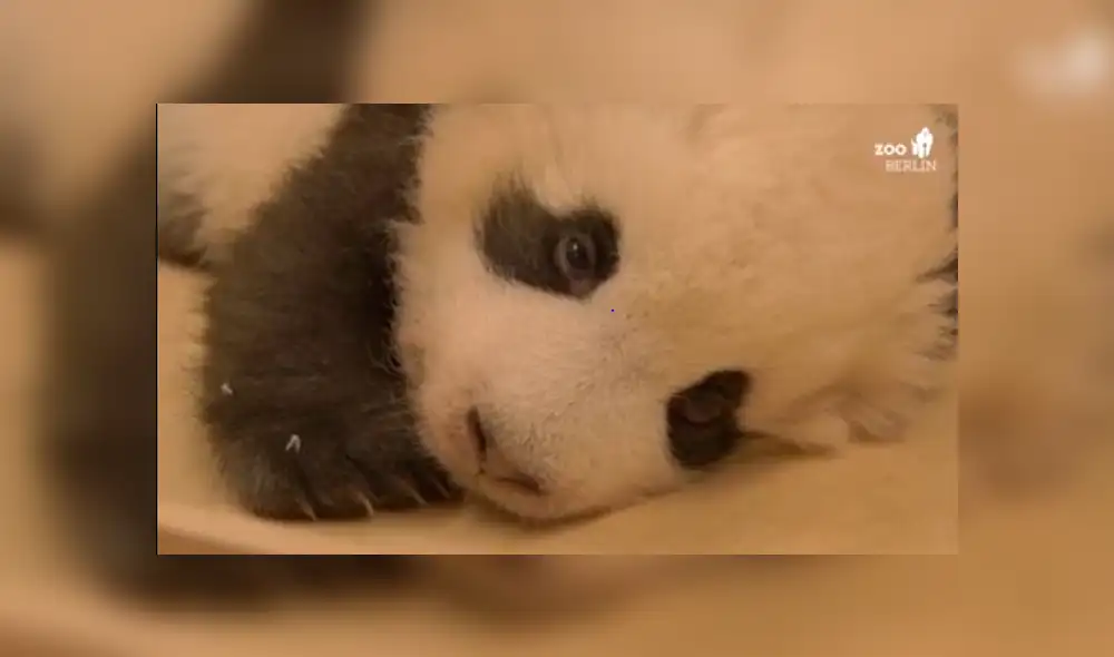 Bebé panda intenta dormir, pero tierno ataque de hipo se lo impide [VIDEO]