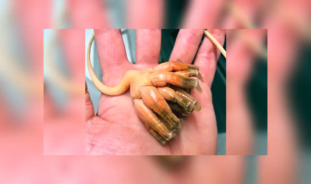 10 extrañas criaturas capturadas en el fondo del mar cuyo aspecto asusta a todos [FOTOS]