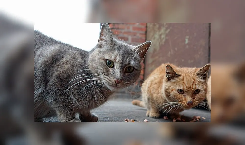  Pareja queda libre a pesar de haber matado a 74 gatos en presunto centro de rescate animal [VIDEO]