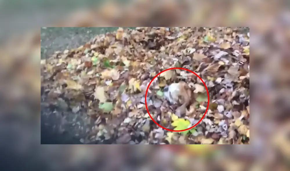 Desliza a la izquierda para conocer más sobre este nuevo viral de YouTube. Foto: Captura.
