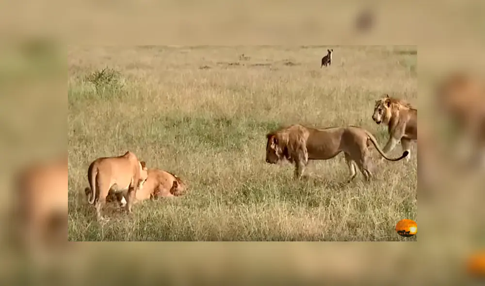 Desliza hacia la izquierda para ver el momento en que una manada de hienas se apodera de la comida de los leones, escena que es viral en YouTube. Desliza hacia la izquierda para ver el momento en que una manada de hienas se apodera de la comida de los leones, escena que es viral en YouTube.