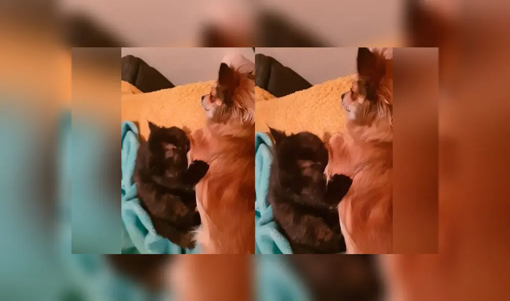 Desliza las imágenes para ver la emotiva escena que protagonizó un perro bebé y un gato. Foto: ViralHog