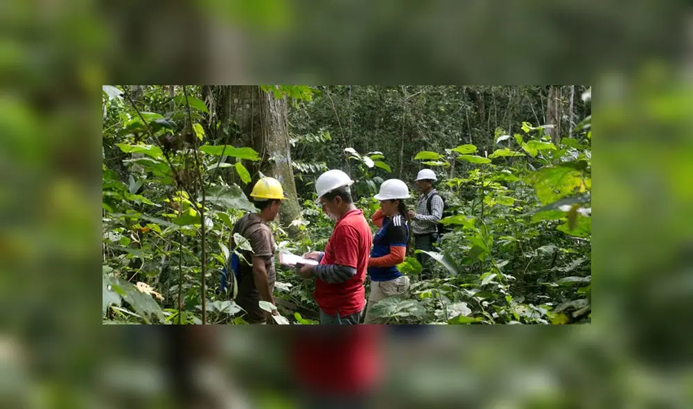 Bosques | Gobierno transfiere más de 3 millones de soles para potenciar ...