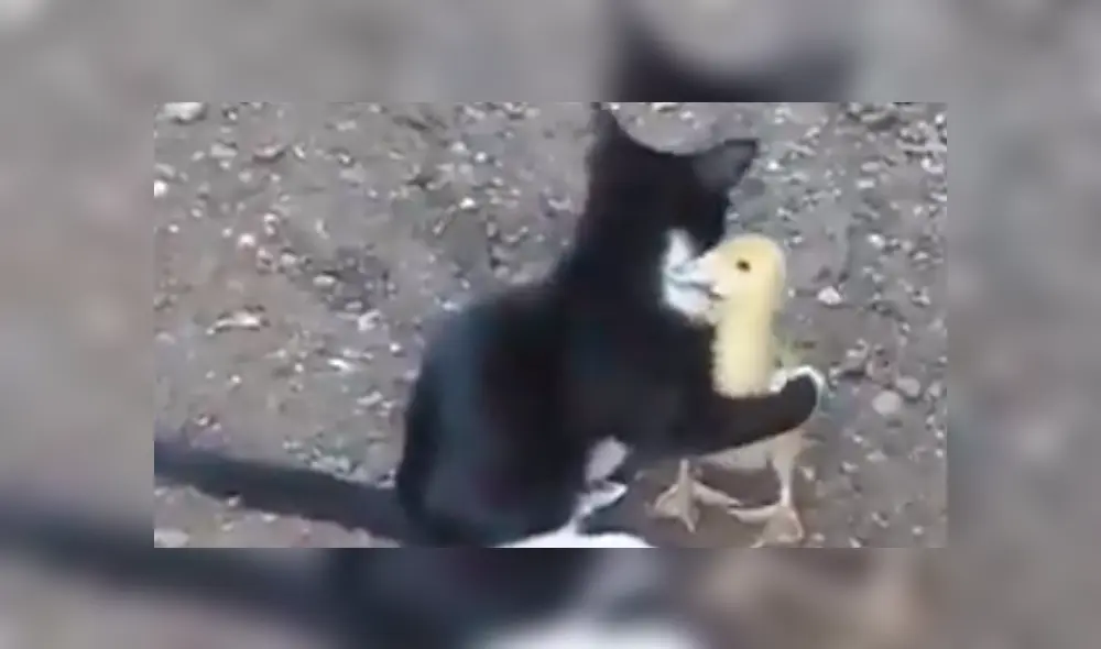 Facebook viral: Parece que gato intenta comerse un pato bebé, pero ocurre lo inesperado [VIDEO]
