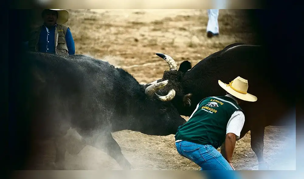 Toros. Asociación tiene estatutos para cuidado y seguridad. Toros. Asociación tiene estatutos para cuidado y seguridad.