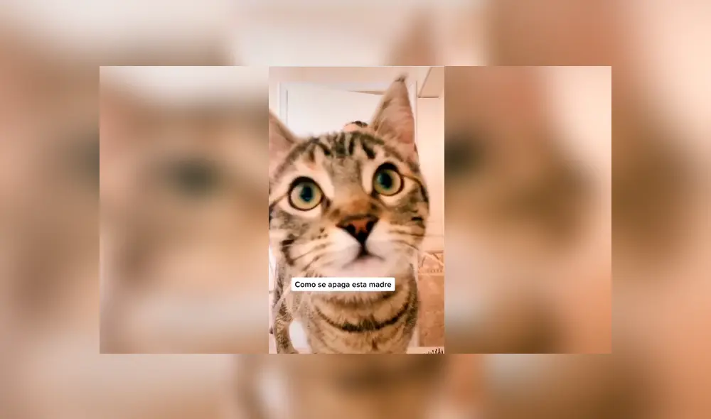 Desliza las imágenes para apreciar la travesura de un gato cuando su dueña realizaba una atrevida coreografía. Foto: Captura. Desliza las imágenes para apreciar la travesura de un gato cuando su dueña realizaba una atrevida coreografía. Foto: Captura.