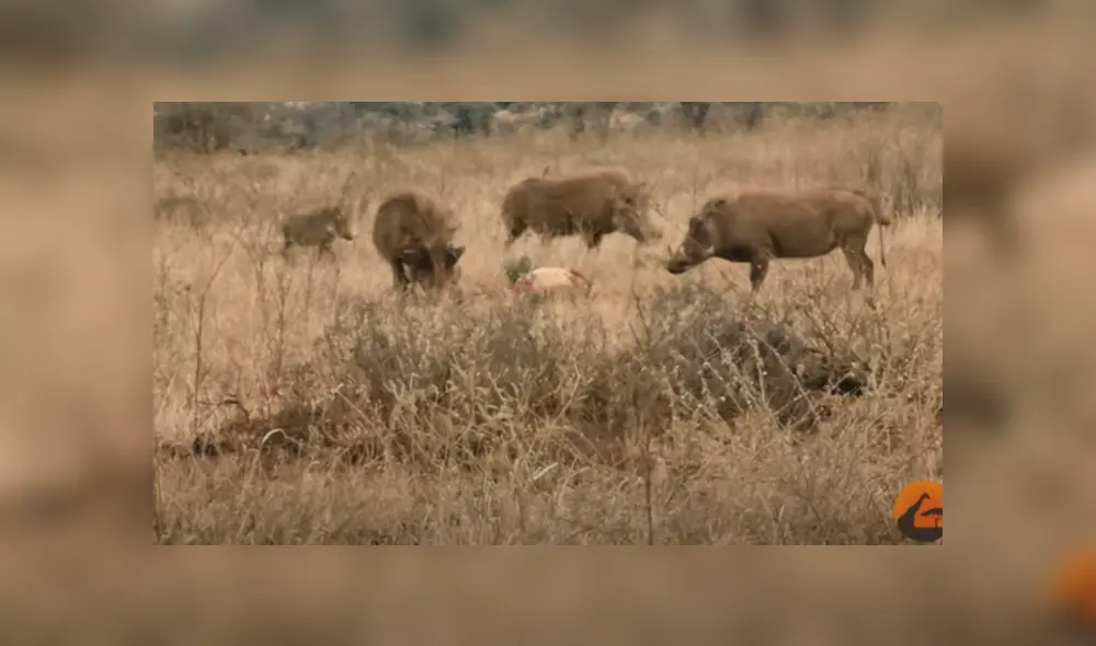 Desliza hacia la izquierda para ver las imágenes del viral de YouTube. Foto:
Kruger Sightings. Desliza hacia la izquierda para ver las imágenes del viral de YouTube. Foto:
Kruger Sightings.