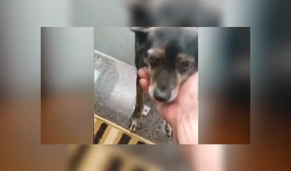 Facebook viral: perro callejero pide comida en restaurante y sorprende con su ‘educación’ al hacerlo Facebook viral: perro callejero pide comida en restaurante y sorprende con su ‘educación’ al hacerlo