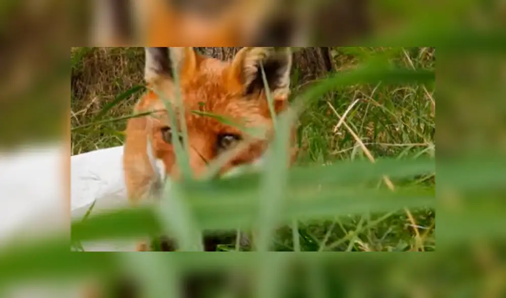 El joven quedó sorprendido al ver lo que hizo el zorro con su nuevo celular. Foto: captura El joven quedó sorprendido al ver lo que hizo el zorro con su nuevo celular. Foto: captura