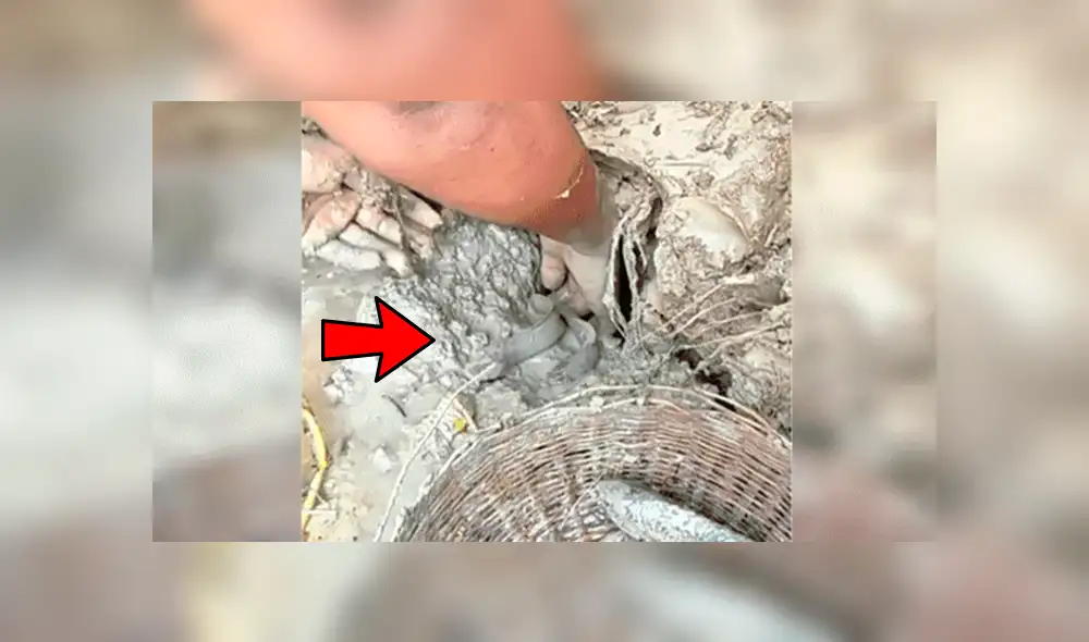Facebook viral: descubre extraños peces tras introducir sus manos en fosa de lodo [VIDEO]