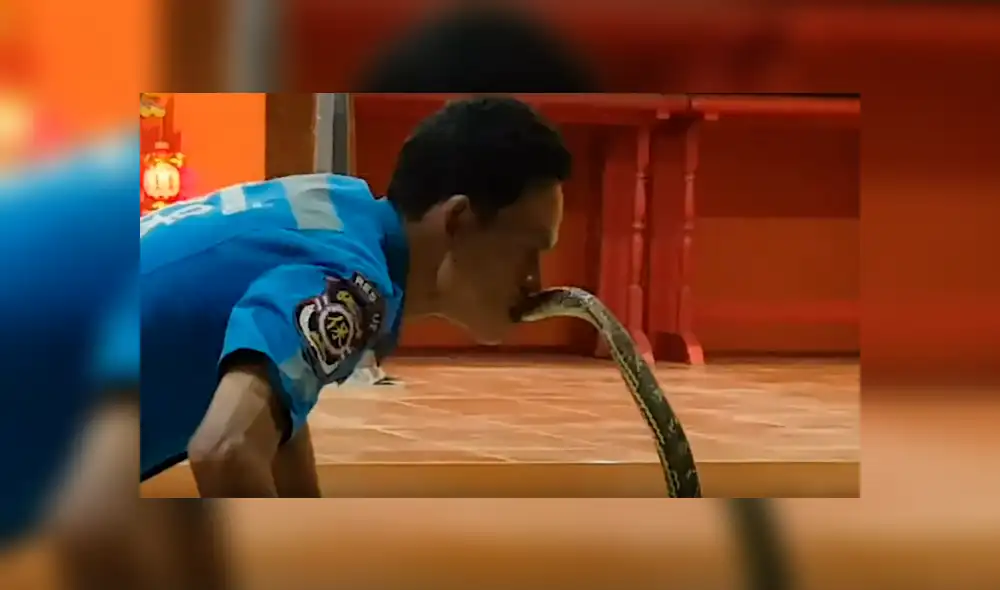 Un video viral de Facebook registró el aterrador momento en que un chico besó a una venenosa cobra real, sin imaginar las terribles consecuencias de sus actos. Un video viral de Facebook registró el aterrador momento en que un chico besó a una venenosa cobra real, sin imaginar las terribles consecuencias de sus actos.