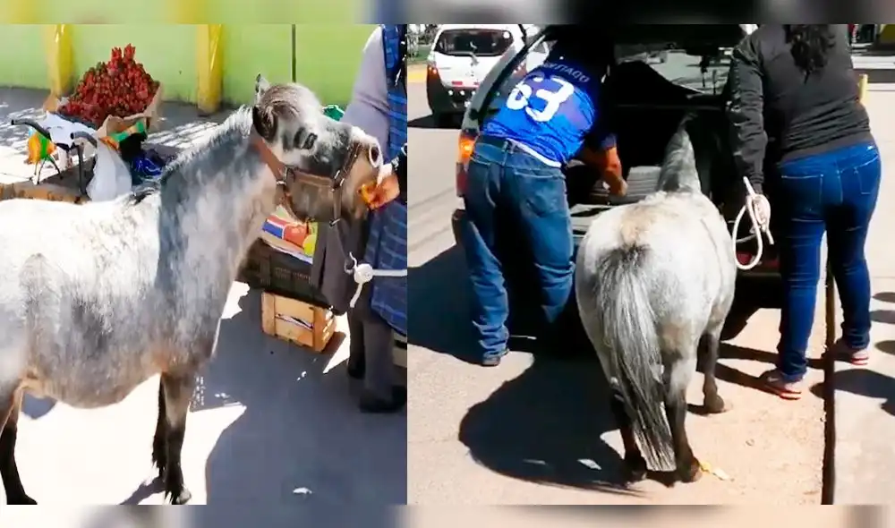 Poni es captado en Cusco mientras sube a taxi y enternece las redes sociales. Poni es captado en Cusco mientras sube a taxi y enternece las redes sociales.