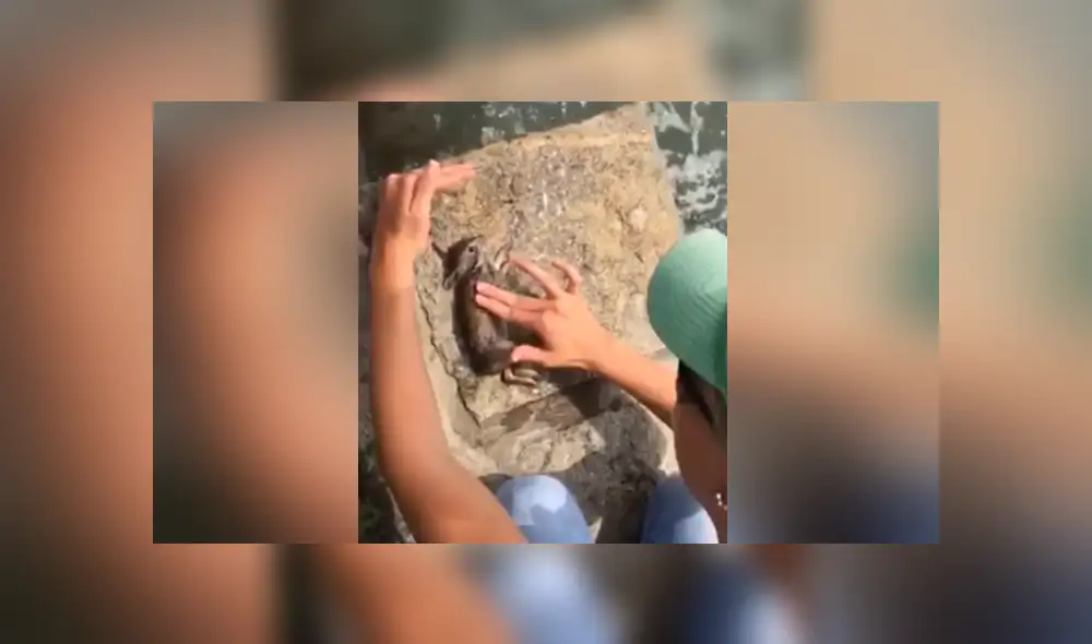 A través de YouTube se hizo viral el momento en que una mujer le salva la vida a una liebre. A través de YouTube se hizo viral el momento en que una mujer le salva la vida a una liebre.