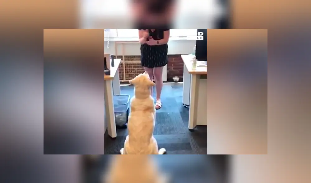 Facebook viral: chica sorda usa lenguaje de señas para entrenar a su perro y final sorprende [VIDEO] 