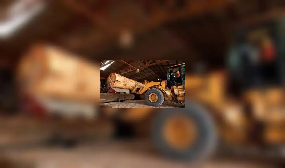 Actividad forestal Actividad forestal