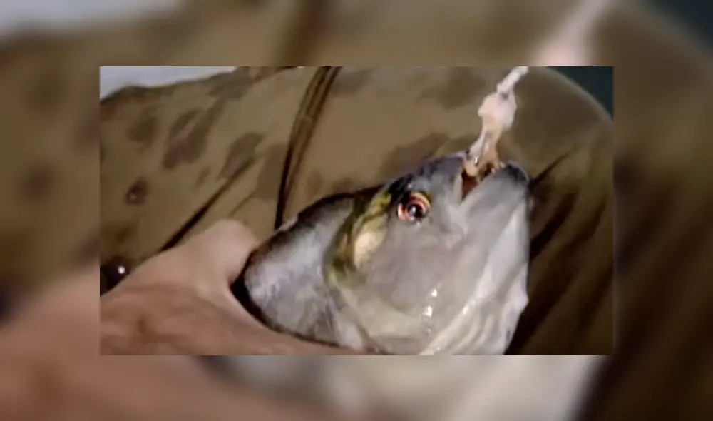 Pescador ingresa a peligrosa playa de Brasil para atrapar a peligrosa criatura marina que atacó a bañistas. Pescador ingresa a peligrosa playa de Brasil para atrapar a peligrosa criatura marina que atacó a bañistas.