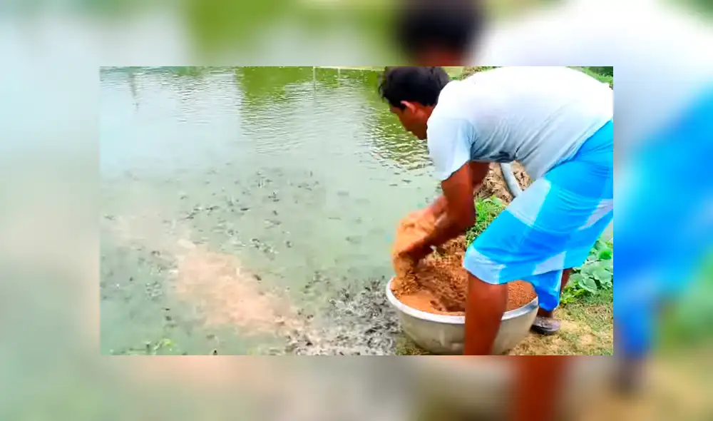 YouTube viral: arroja maíz a lago y cientos de misteriosas criaturas emergen para devorar el alimento YouTube viral: arroja maíz a lago y cientos de misteriosas criaturas emergen para devorar el alimento