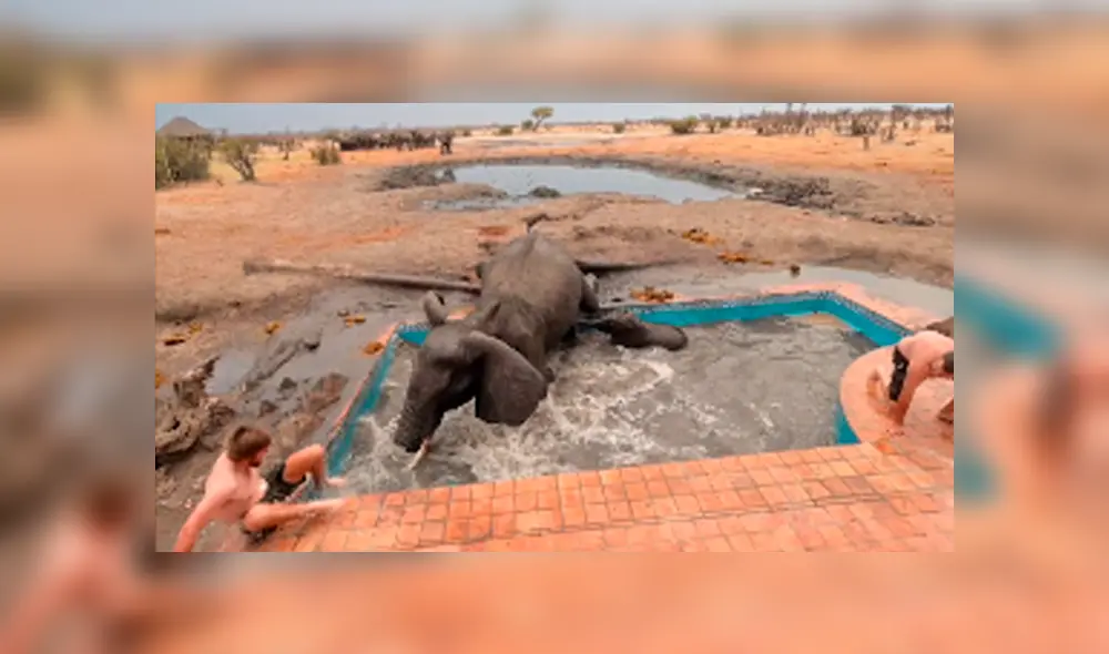El elefante atacó en varias ocasiones a los valientes hombres que intentaron empujar al pequeño para que salga de la pileta. Foto: captura. El elefante atacó en varias ocasiones a los valientes hombres que intentaron empujar al pequeño para que salga de la pileta. Foto: captura.