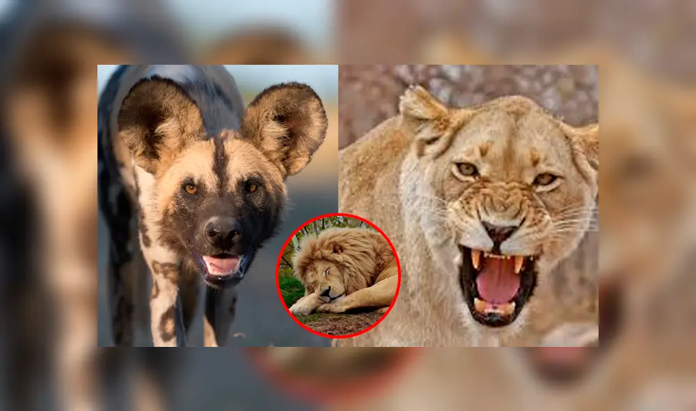 Los perros aprovecharon que el león dormía para intentar matar a las criaturas. Foto: BBC Earth