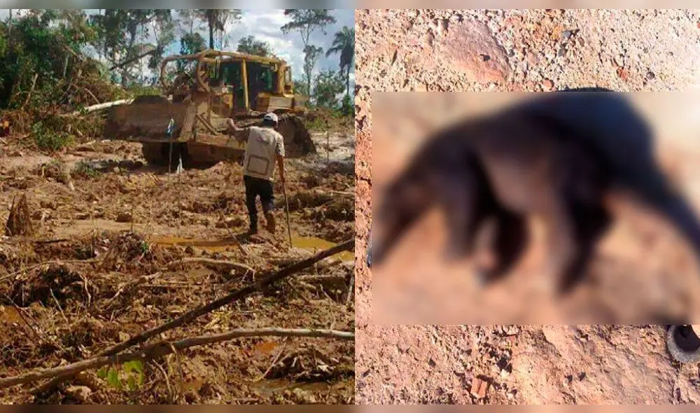 Ucayali: denuncian brutal destrucción de bosques y asesinato de diversas especies [FOTOS]