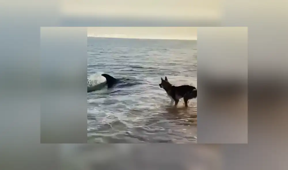 La curiosa escena muestra el insólito momento en que un perro conoce a un delfín en la playa. Foto: Facebook.