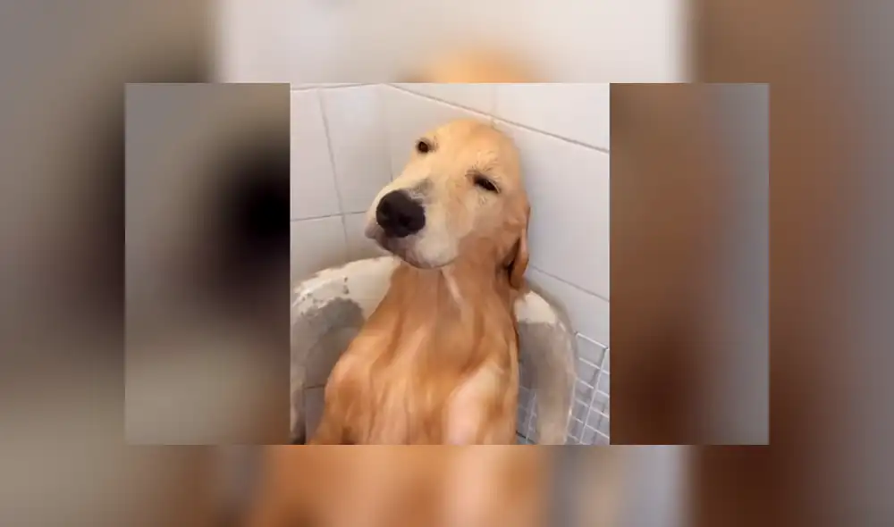 Facebook viral: Chico baña a perro por primera vez y queda en shock con su reacción [VIDEO] 