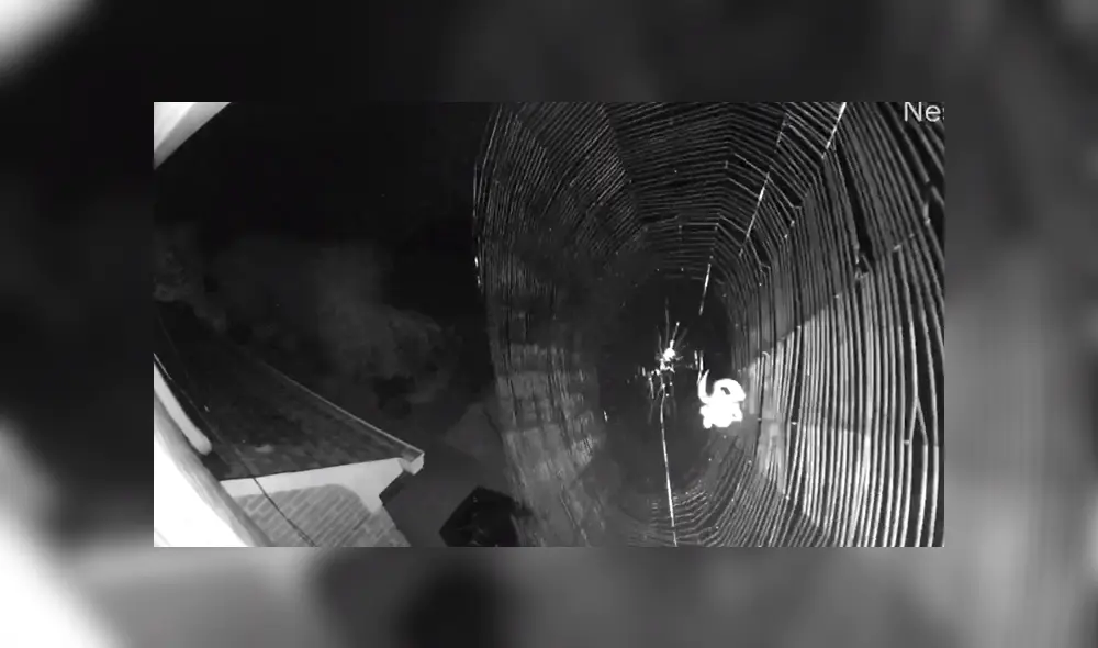 La grabación revela la asombrosa manera de cómo una araña hace su tela. Foto: Facebook