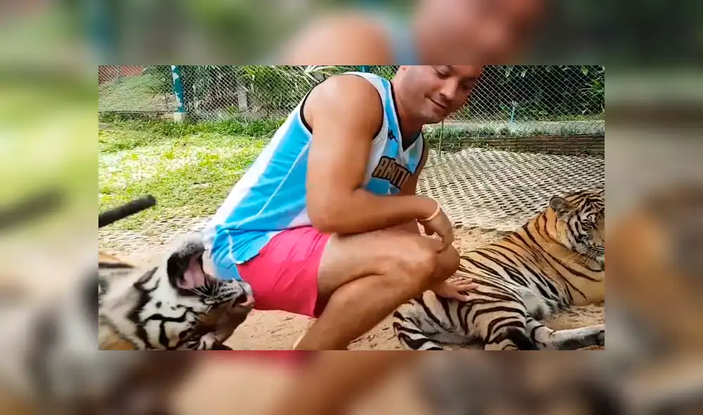 Facebook viral: tigre muerde glúteo de turista que se metió a su jaula [VIDEO]