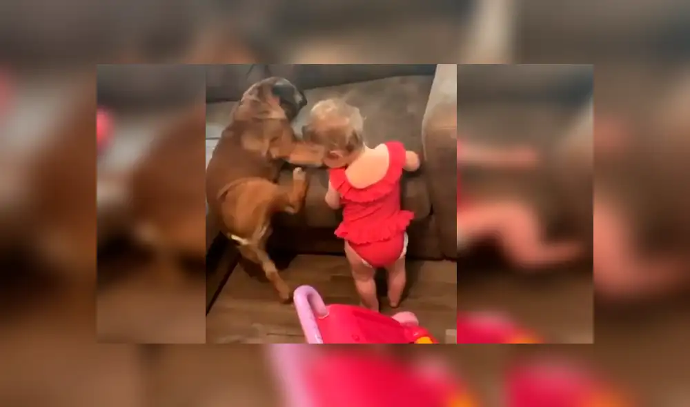 Video es viral en Facebook. La mamá de la bebé grabó el curioso episodio que protagonizó la menor junto a su mascota tras imitar los graciosos movimientos de esta Video es viral en Facebook. La mamá de la bebé grabó el curioso episodio que protagonizó la menor junto a su mascota tras imitar los graciosos movimientos de esta