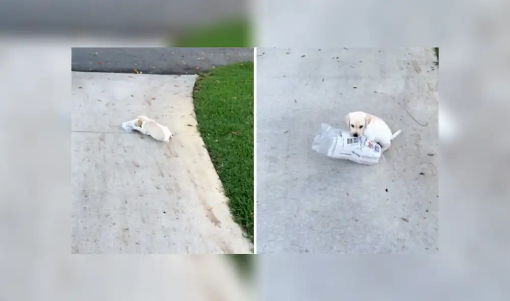 Desliza para ver los detalles del video viral de Facebook. Foto: Captura.