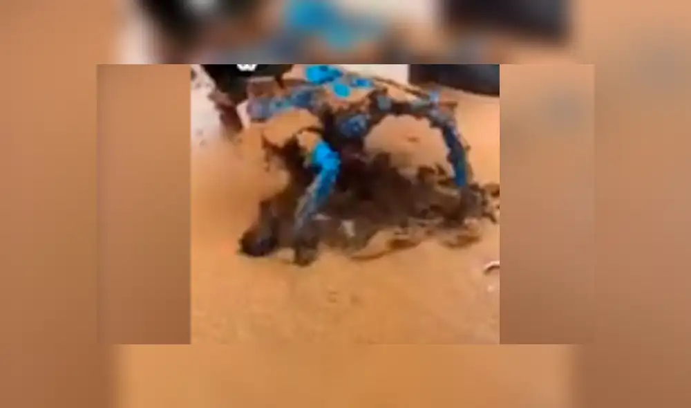 Facebook: creyó encontrar residuos plásticos en playa y descubre sorprendente criatura marina [VIDEO]