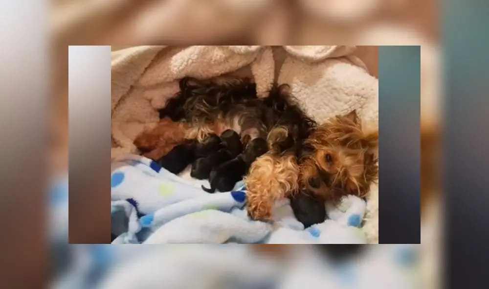 Desliza las imágenes para ver el peculiar aspecto que adoptaron las crías de estos perros de razas totalmente distintas. Foto: Allyson Moreno/TikTok