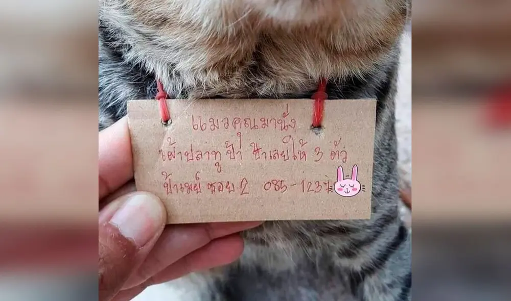 Desliza las imágenes para conocer la curiosa historia de un gatito que apareció en su hogar con una deuda. Fotos: Facebook Desliza las imágenes para conocer la curiosa historia de un gatito que apareció en su hogar con una deuda. Fotos: Facebook