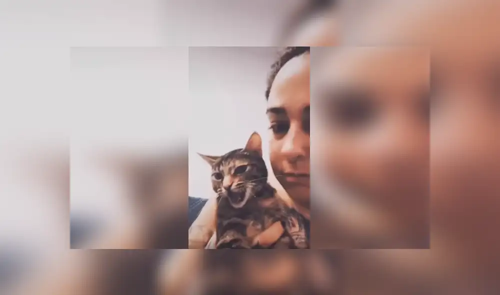 Desliza las imágenes para observar la acción de un gato para impedir que darse un baño en la ducha.