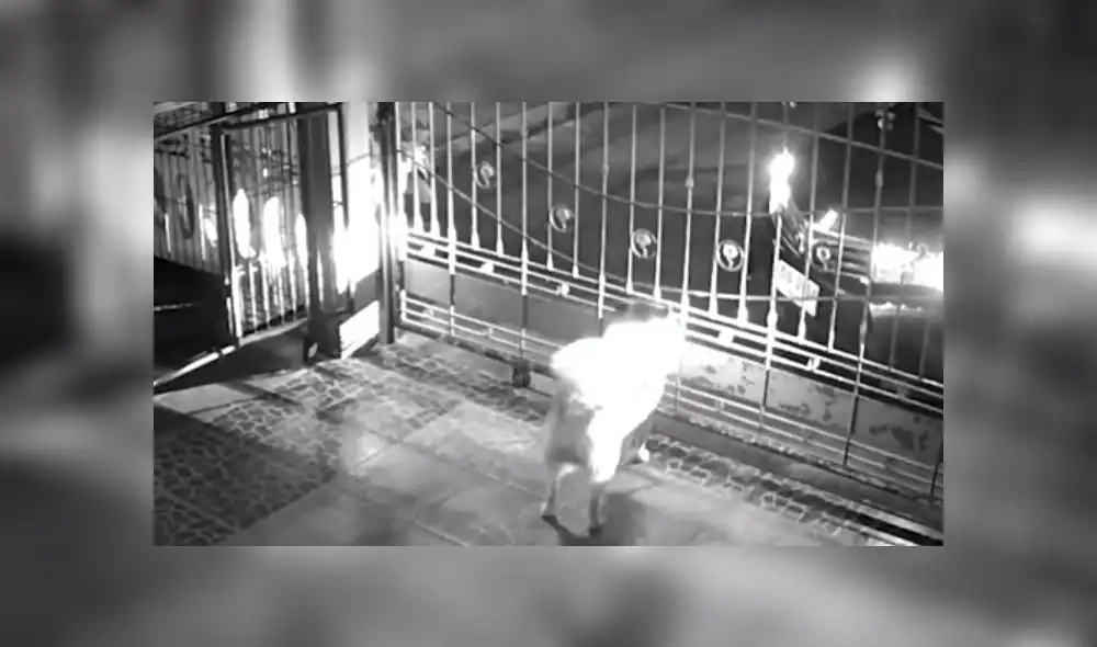 En Facebook se compartió el registro de una cámara de seguridad que muestra la reacción de dos perros al ver a su dueño.