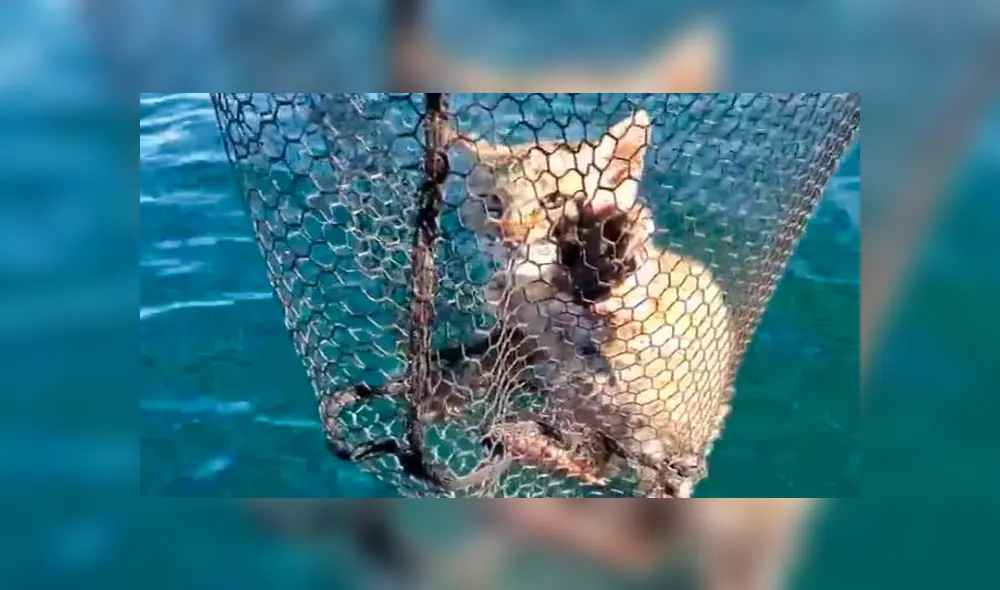 Descubren extraño animal ahogándose, se acercan para salvarlo y descubren su verdadera identidad [VIDEO]