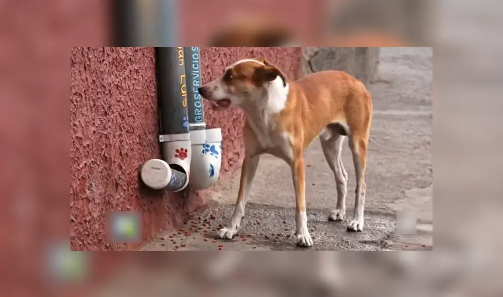 Ver que los perros tienen agua y comida ha hecho muy feliz a José Emmanuel. (Foto: Univisión)