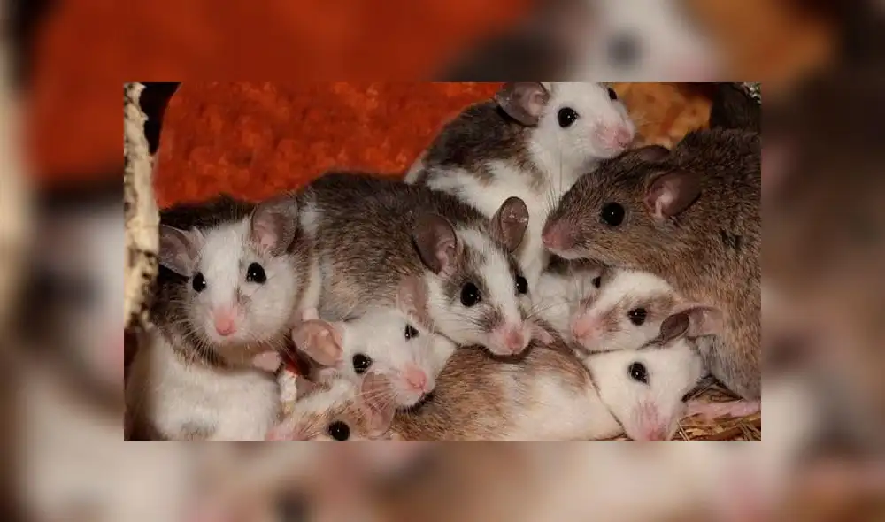 Bebé es mordida por ratones y queda con más de cien heridas en la cara