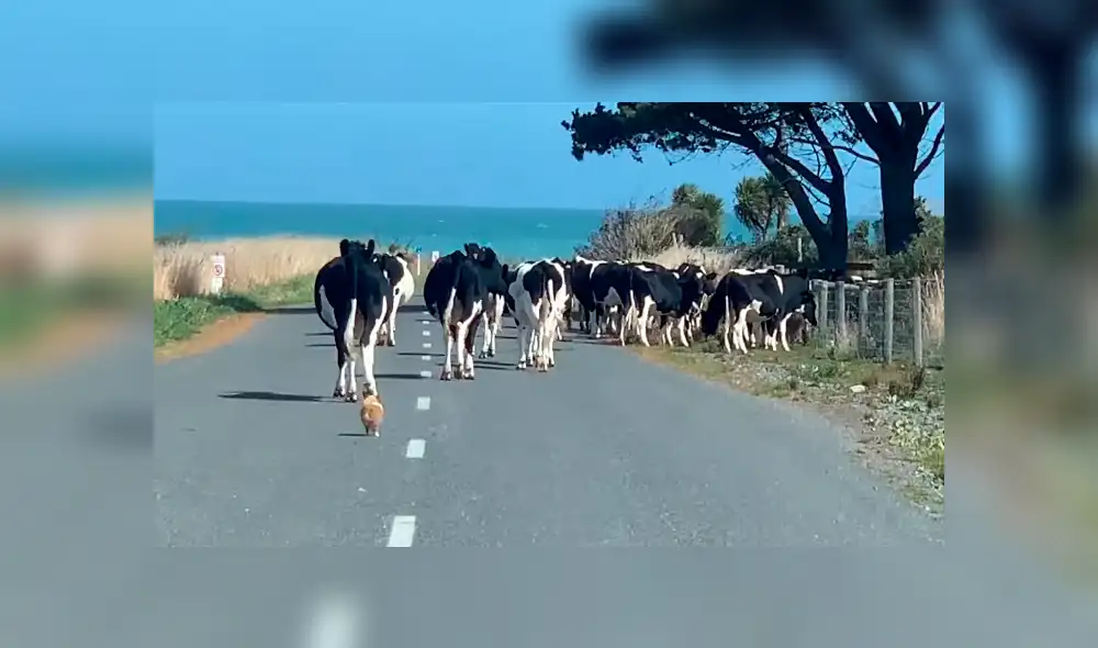 Desliza para ver las imágenes de Facebook. Foto: captura